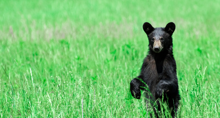 Black bear standing in tall green grass
