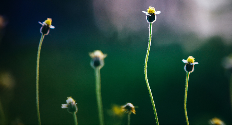 Tiny yellow wildflowers on slender green stems